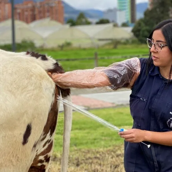 thumbnail for publication: Tips for Successful Artificial Insemination in Beef Cattle